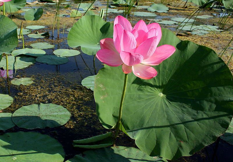 Image of Nelumbo caspica specimen.