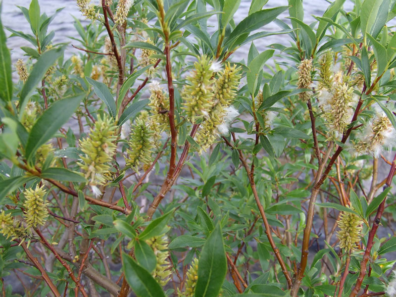 Image of Salix phylicifolia specimen.