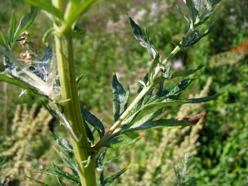 Image of Artemisia vulgaris specimen.