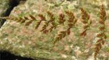 Cystopteris fragilis. Нижняя сторона листа с сорусами. Украина, Львов, на старой кирпичной стене. 10.08.2006.