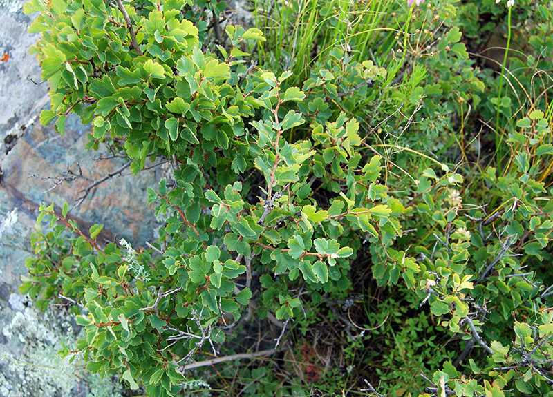 Image of Spiraea trilobata specimen.