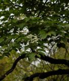 Sorbus alnifolia