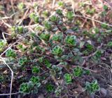 Thymus ovatus