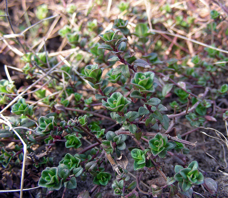 Изображение особи Thymus ovatus.