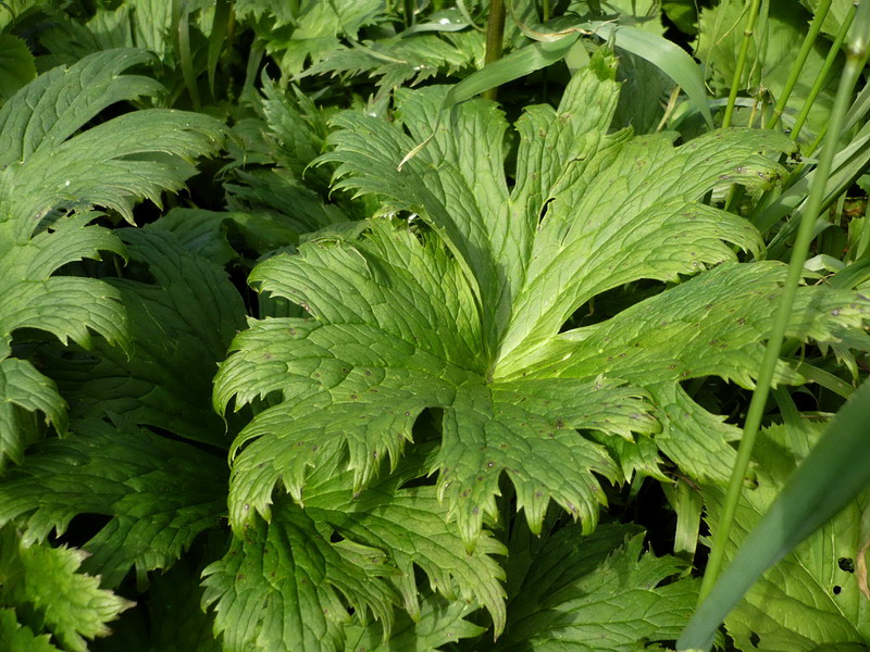 Изображение особи Aconitum orientale.