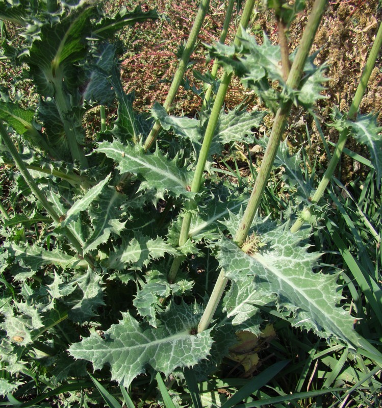 Image of Sonchus asper specimen.