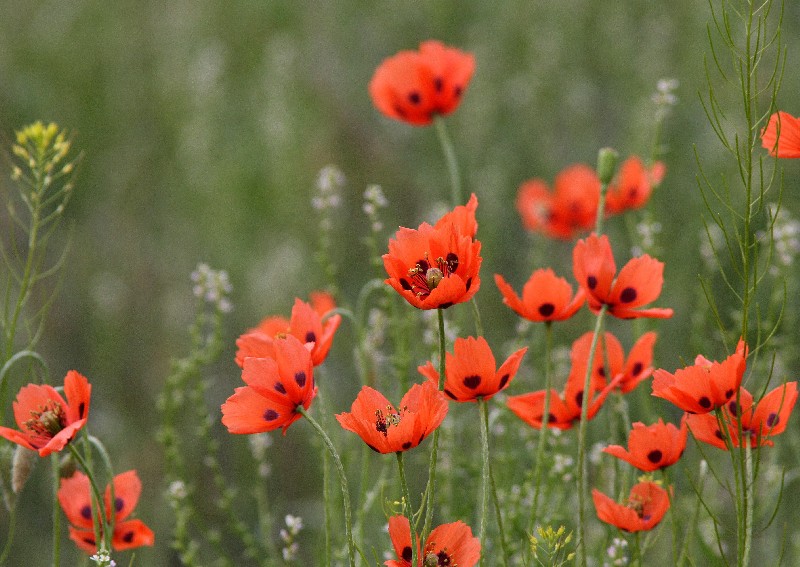 Изображение особи Papaver litwinowii.