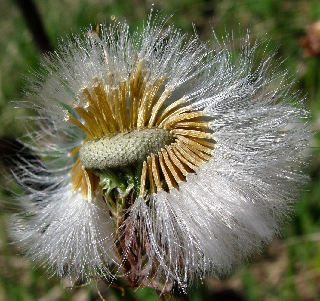 Image of Tussilago farfara specimen.