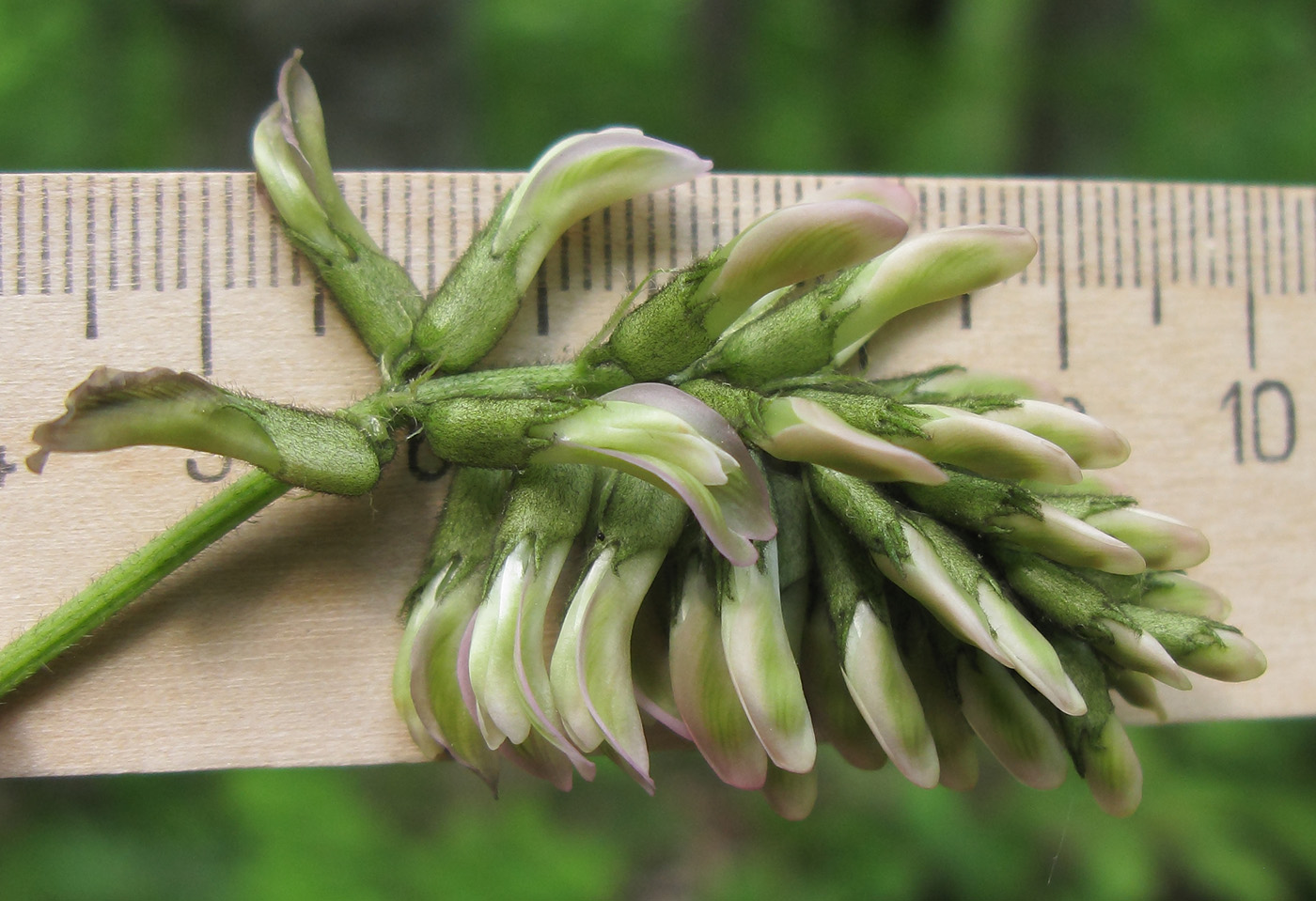 Image of Astragalus glycyphylloides specimen.
