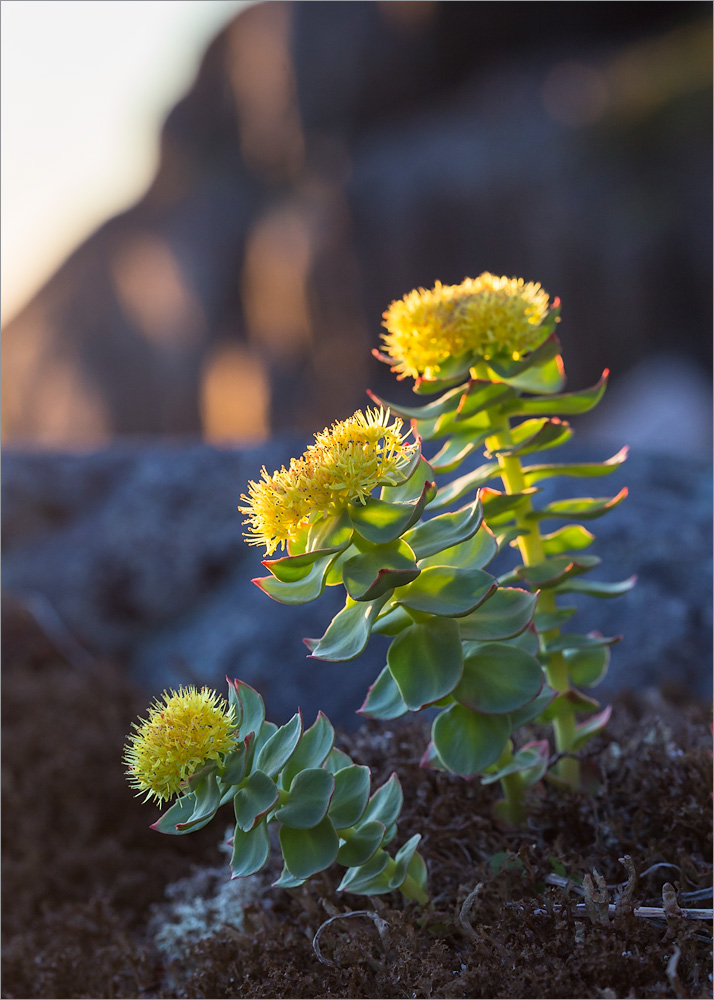 Image of Rhodiola rosea specimen.