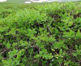 Lonicera caerulea