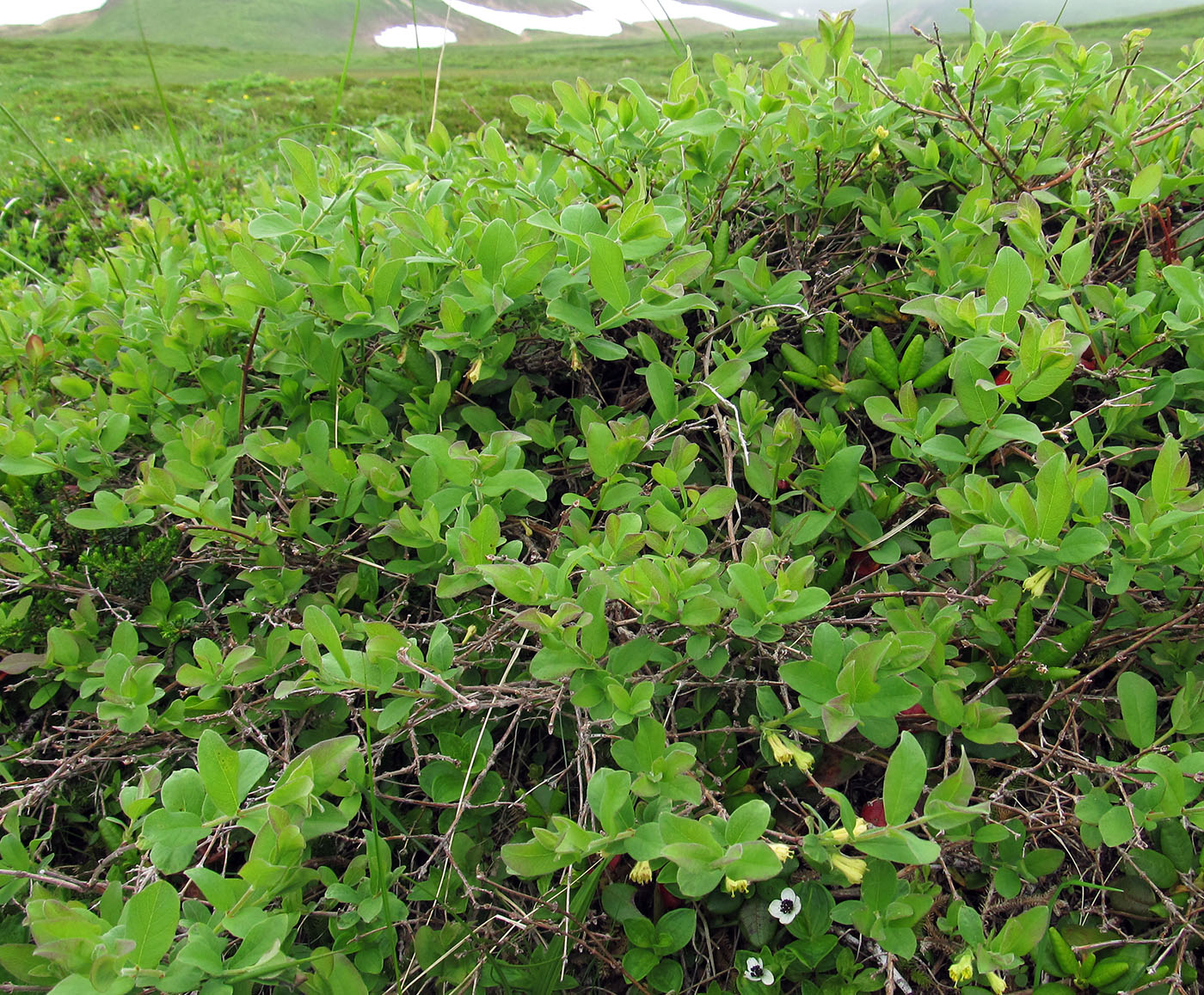 Image of Lonicera caerulea specimen.