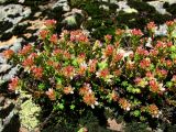 Sedum tenellum