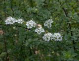 род Spiraea. Ветвь цветущего растения. Москва, БС МГУ. 27.05.2003.