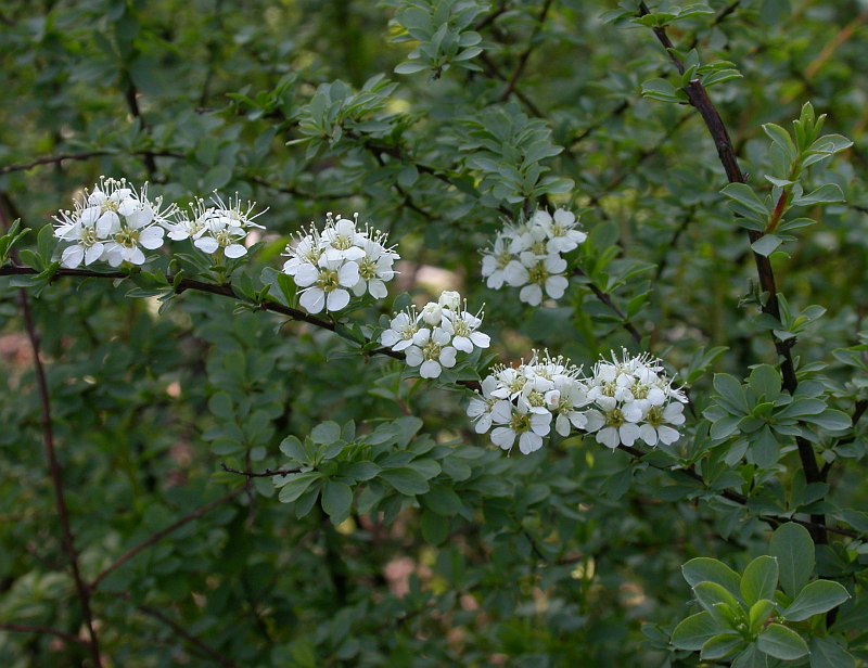 Изображение особи род Spiraea.