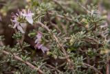 Teucrium brevifolium