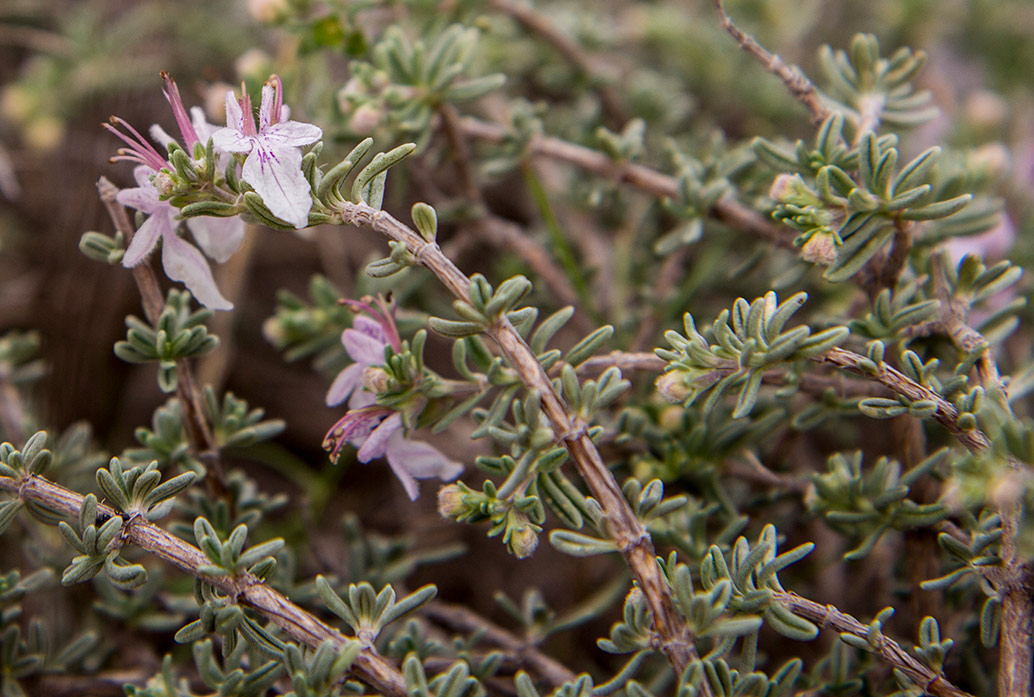 Image of Teucrium brevifolium specimen.