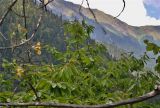 Castanea sativa. Верхние ветви взрослого дерева с соплодиями. Абхазия, хребет Авадхара, южный склон. 16.08.2015.