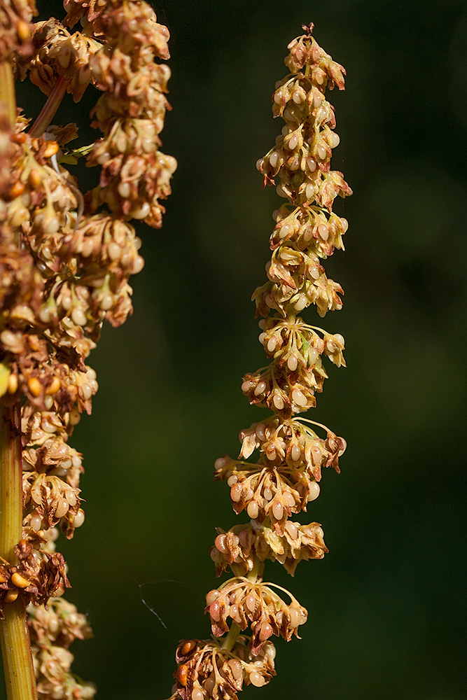Image of Rumex sylvestris specimen.