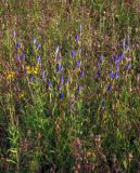 Gentiana pneumonanthe