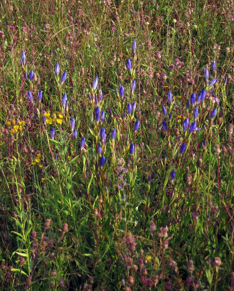 Изображение особи Gentiana pneumonanthe.