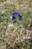 Delphinium longipedunculatum