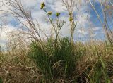 Filifolium sibiricum