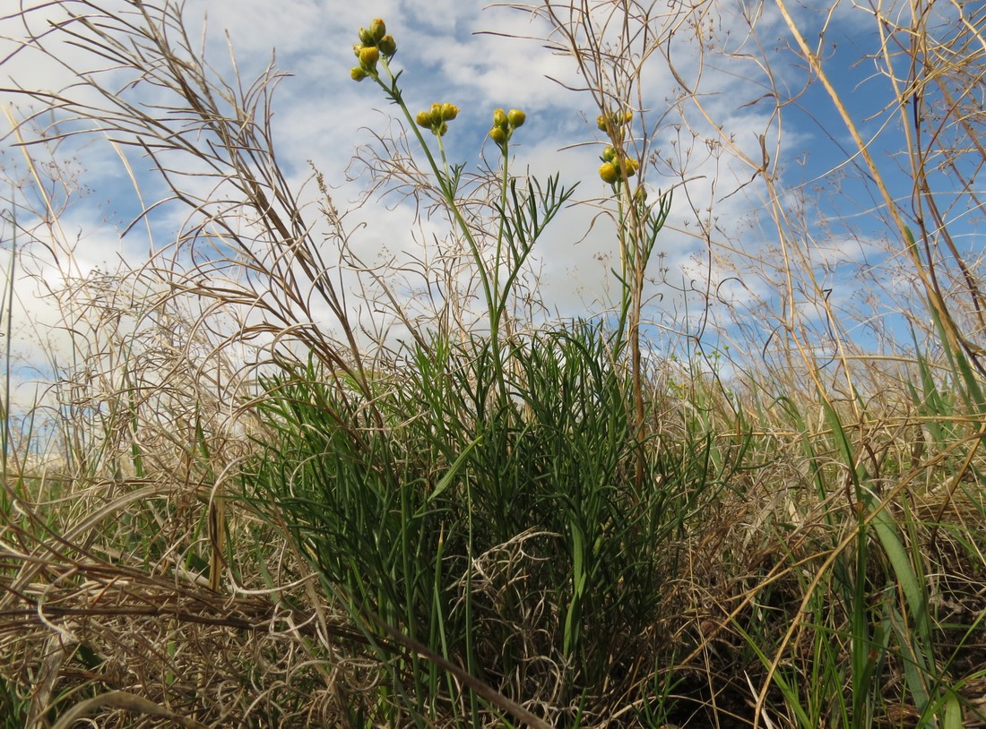 Изображение особи Filifolium sibiricum.