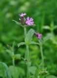 Melandrium dioicum. Верхушка побега с соцветием. Московская обл., окр. г. Звенигород, опушка смешанного леса. 20.05.2012.