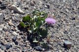 Klasea procumbens