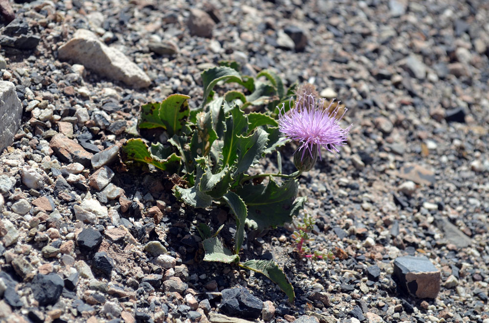 Image of Klasea procumbens specimen.