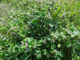 Rubus mesogaeus