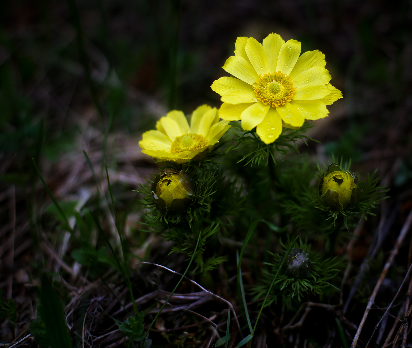 Изображение особи Adonis vernalis.