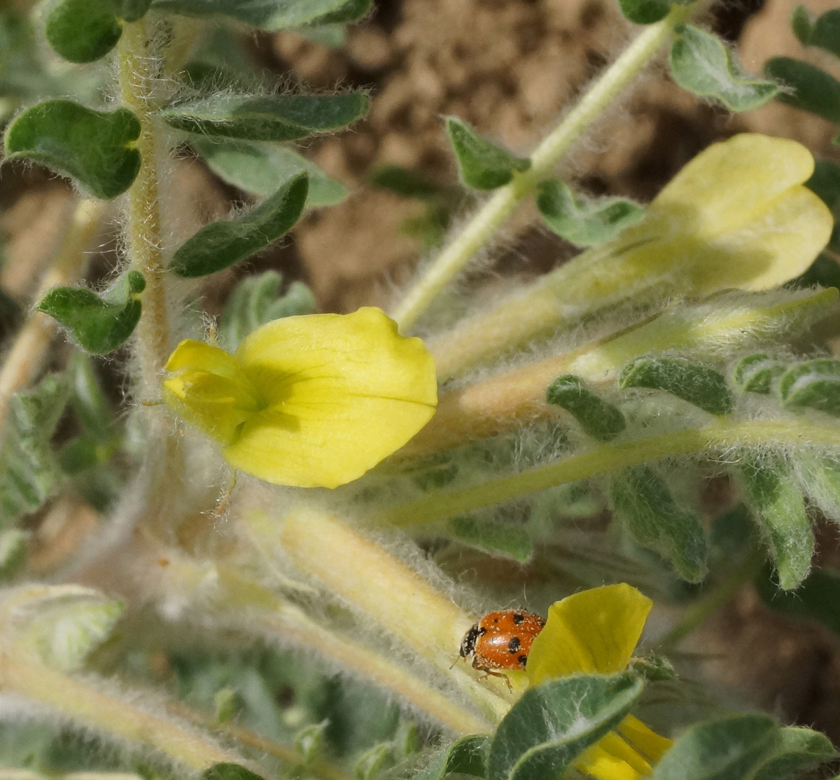 Изображение особи Astragalus larvatus.