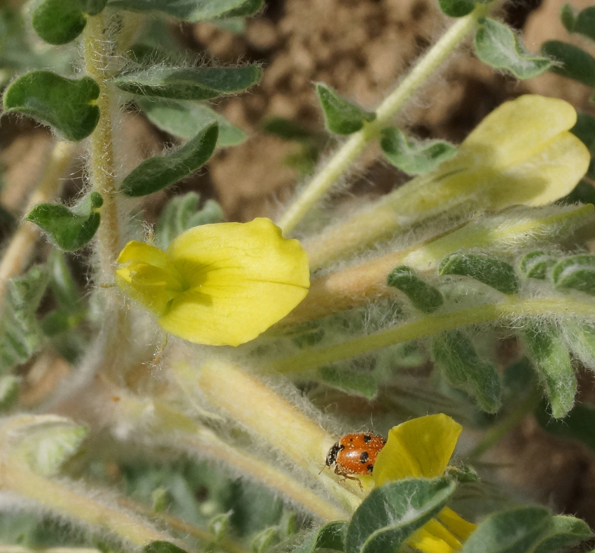 Изображение особи Astragalus lanuginosus.