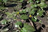 Nuphar lutea