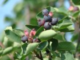 Amelanchier alnifolia. Ветвь с соплодиями. Иркутская обл., пригород г. Иркутска, садовый участок. 04.08.2013.