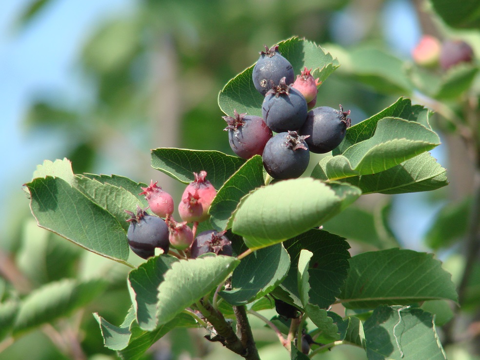 Image of Amelanchier alnifolia specimen.