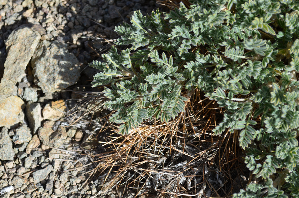 Изображение особи Astragalus lasiosemius.