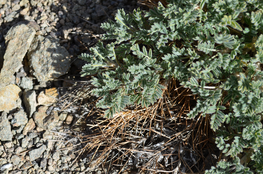 Изображение особи Astragalus lasiosemius.