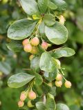 Berberis sphaerocarpa