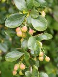 Berberis sphaerocarpa. Веточки с незрелыми плодами. Кыргызстан, Нарынская обл., левый берег р. Нарын, долина руч. Кутонгоч. 23.06.2015.