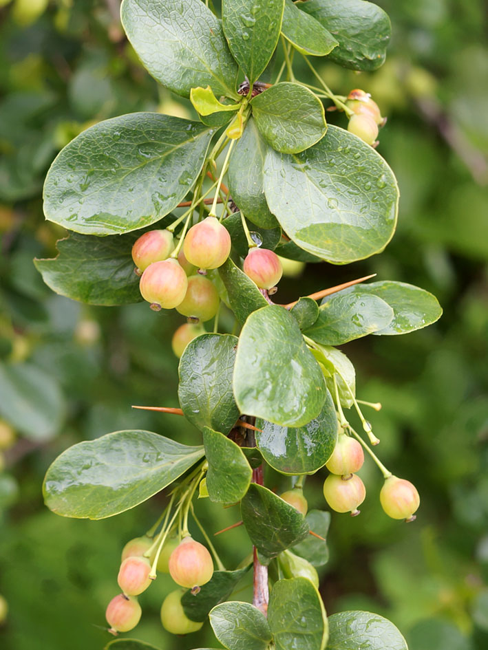 Image of Berberis sphaerocarpa specimen.