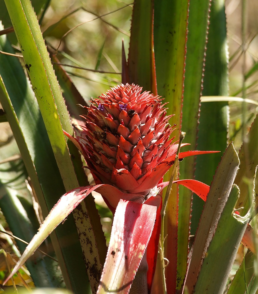 Изображение особи Ananas comosus.