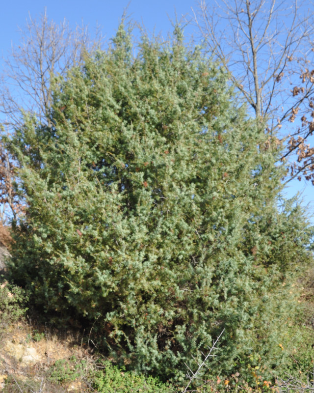 Изображение особи Juniperus deltoides.