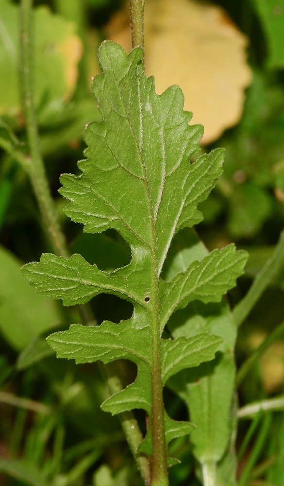 Image of Diplotaxis erucoides specimen.
