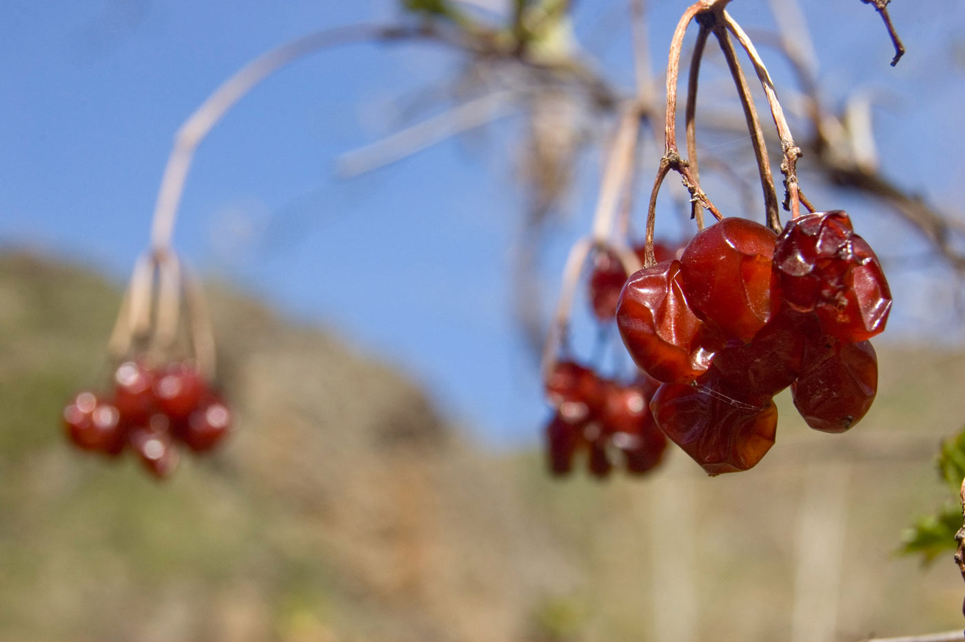 Изображение особи Viburnum opulus.