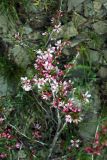 Cerasus tianshanica