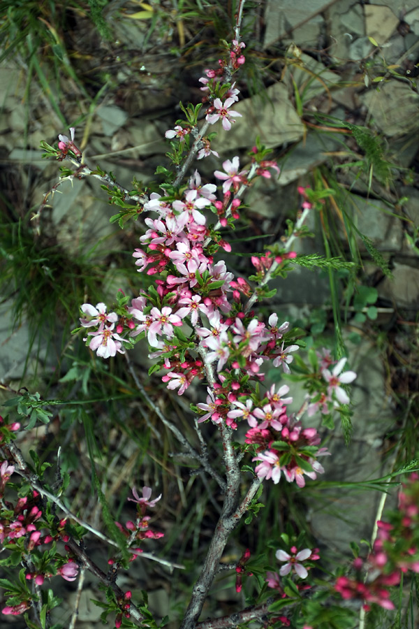 Изображение особи Cerasus tianshanica.