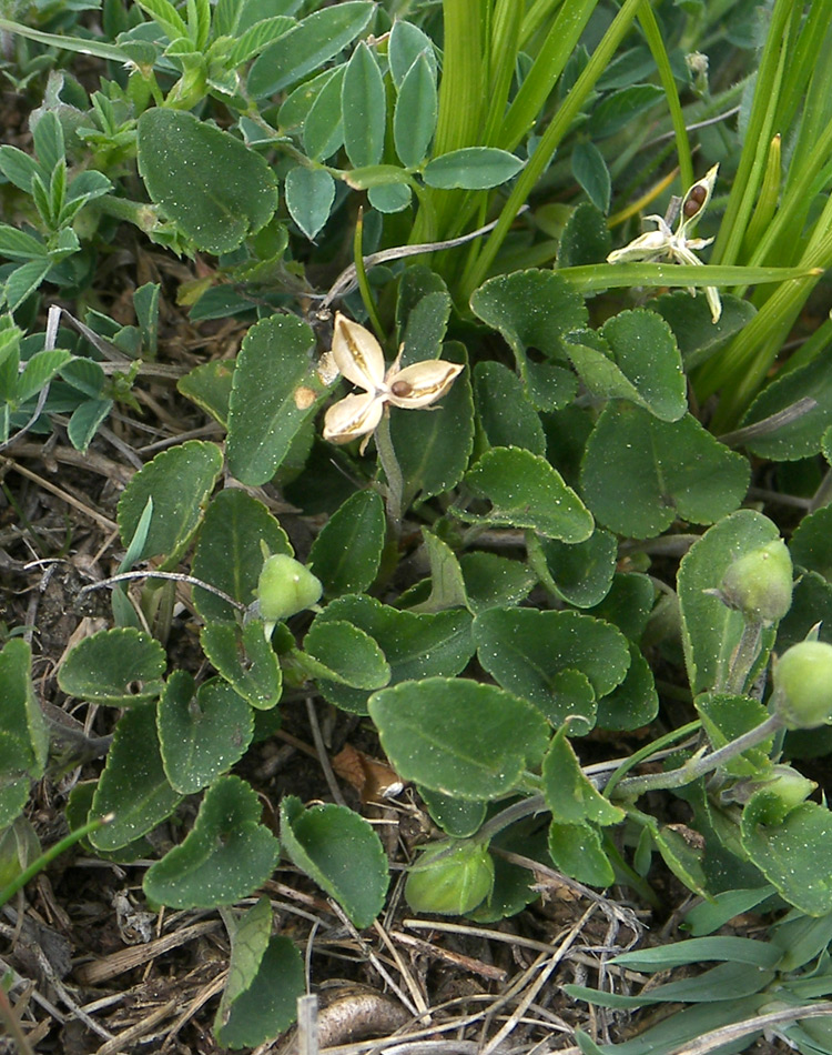 Image of Viola rupestris specimen.